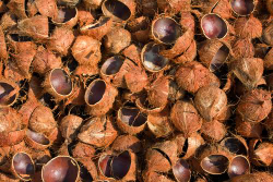 batok kelapa
