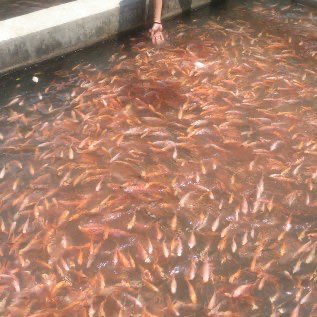 Ikan Nila ( Tilapia Fresh )