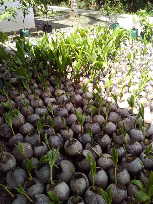 Bibit kelapa genjah