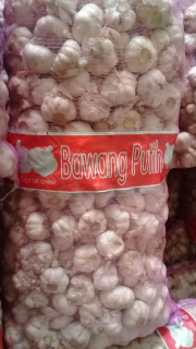 bawang putih banci