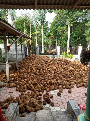 kelapa tua muda