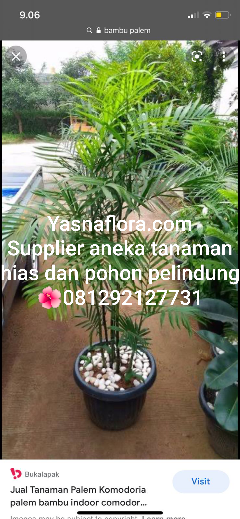 jual pohon palem komodoria 08.12.92.12.77.31