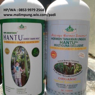 PUPUK ORGANIK CAIR NPK HANTU LUWU 