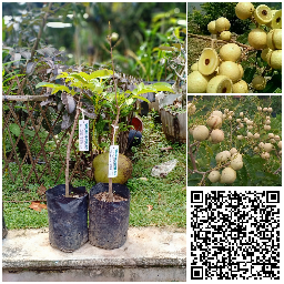 Bibit Kelengkeng Matalada