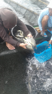 ikan mas ciarata wa