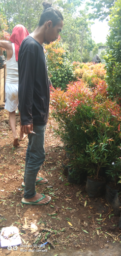 jual pohon pucuk merah murah 