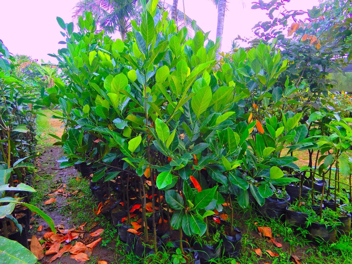 Jual Bibit Nangka Kandel