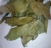 daun sirsak kering