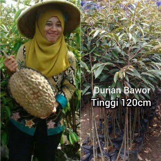 Bibit durian bhineka montong bawor kaki3