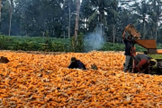 Jagung pipil super