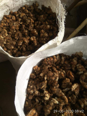 jual kencur basah