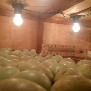 Jual Telur Tetas Bebek