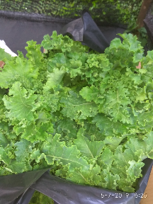 Sayur Kale Keriting