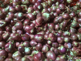 penjualan bawang merah jumbo
