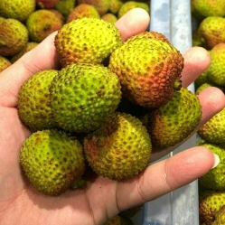 Leci Hijau
