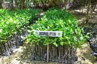 jual tanaman mangrove 