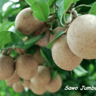 bibit sawo jumbo kualitas super ukuran buah yang jumbo