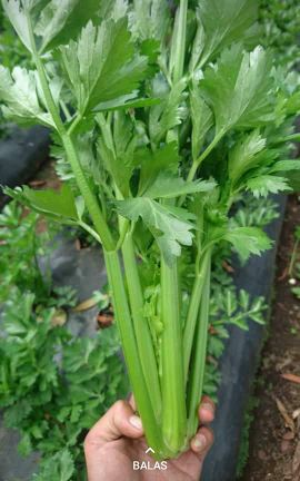 sayuran