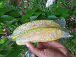 Jual Belimbing Bangkok Madu