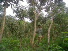 jual pohon Tabebuya kuning 