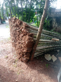 jual pohon bambu kuning dll.