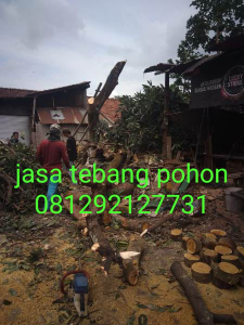 jasa pangkas pohon