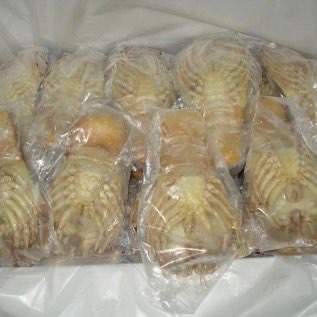 Udang kipas siap order