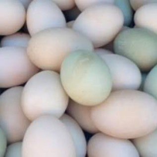 Jual telur bebek,  harga @1100 minimal beli  500 butir