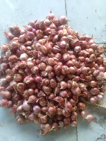 JUAL BAWANG MERAH