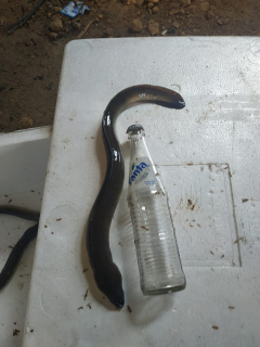 ikan sidat konsumsi jual murah
