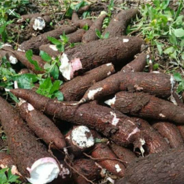 saya butuh pengepul singkong di wilayah jawa timur yg siap ambil sendiri