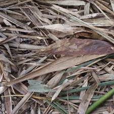 daun bambu kering