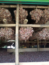 Bibit Bawang Merah