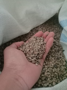 Biji Kopi Arabica Gayo