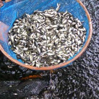 Jual benih Nila jantan