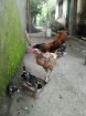 ayam kampung