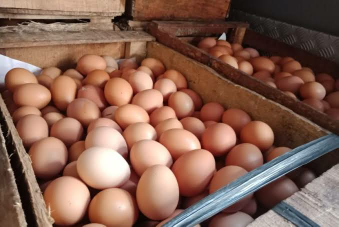 telur