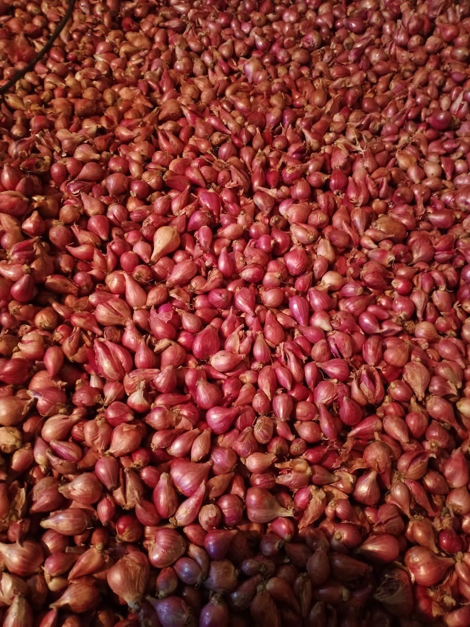 BAWANG MERAH