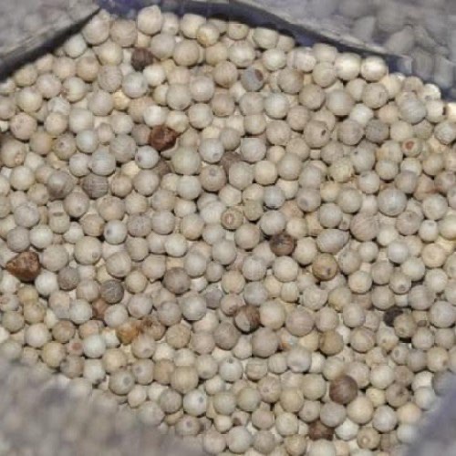 Lada Putih Lokal Asli BANGKA 1 Kg Kualitas Super