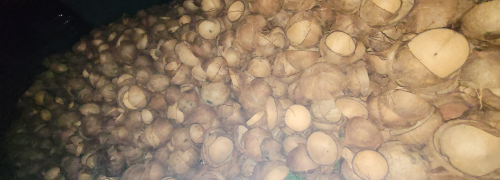 batok kelapa