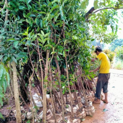 jual pohon Tanjung 