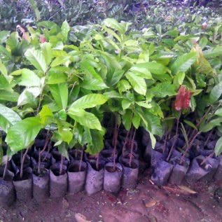 Jual bibit kakao (coklat) di Sumatera Utara