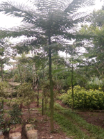 jual pohon sikat botol 