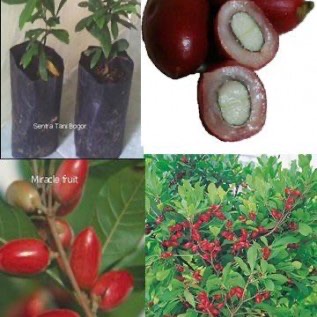MIRACLE FRUIT ( Synsepalum dulcificum)