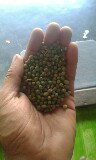 KACANG HIJAU