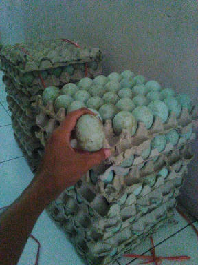 telur bebek