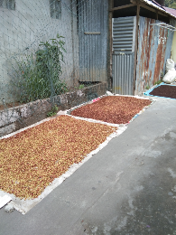 jual cengkeh