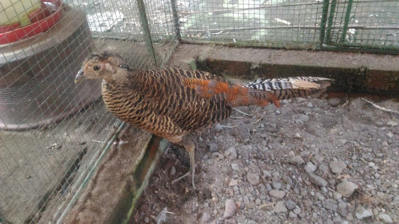 Dijual Red Pheasent Usia Dewasa