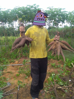 Jual Ubi Singkong Malaysia