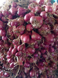 bawang merah probolinggo